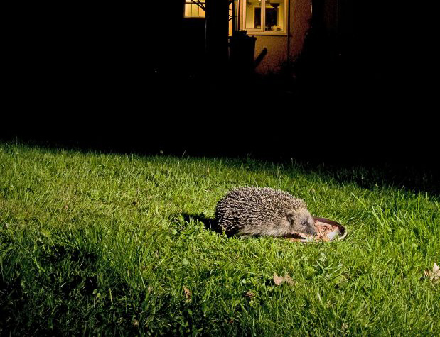 Create a hedgehog haven